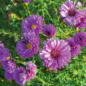 Саженец астры Елта (Elta)