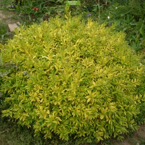 Саженцы бирючины Пестролистной  -  комплект 5 шт.