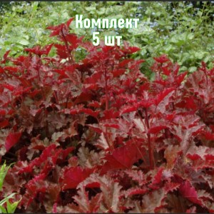 Комплект 5шт / Гейхера мелкоцветковая Чоколейт Раффлз
