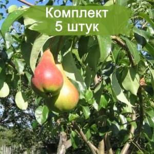 Саженцы груши Мраморная -  комплект 5 шт.