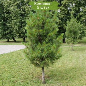 Саженцы Кедра Сибирского (15-40 см) -  комплект 5 шт.
