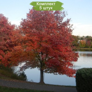 Саженцы клёна Гиннала (от 150 см) -  комплект 5 шт.