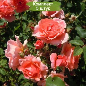 Саженцы плетистой розы Алибаба (Alibaba) -  комплект 5 шт.