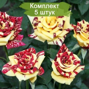 Саженцы чайно-гибридной розы Симсабелла (Simsabella) -  комплект 5 шт.