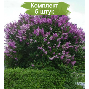 Саженцы сирени Венгерской  -  комплект 5 шт.