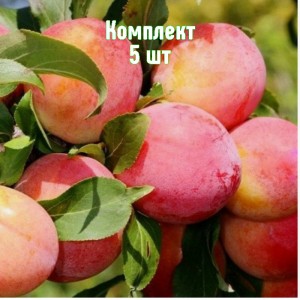 Комплект 5шт / Слива Болховчанка