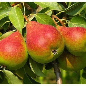 Саженец груши Мария