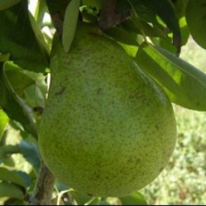 Саженец груши Ноябрьской