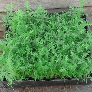 Сеянец Можжевельника стелющегося казацкого до 15 см.