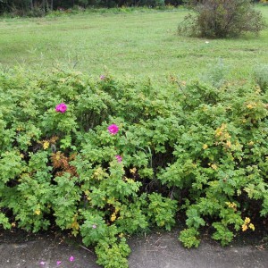 Саженец шиповника Карликовый